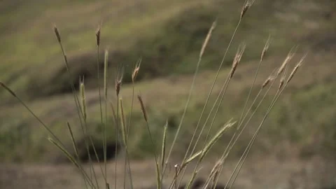 Slow motion and background blur weed Stock Footage 255007901