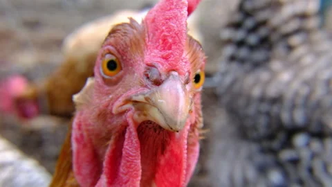 Slow motion and close up of chicken trying to get close and peck camera lens Stock Footage 243385172