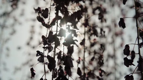 Slow motion and close up: climbing plants/flowers - sunlight - breeze 動画素材 128091700