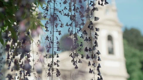 Slow motion and close up: climbing plants/flowers - breeze - church 動画素材 128092165