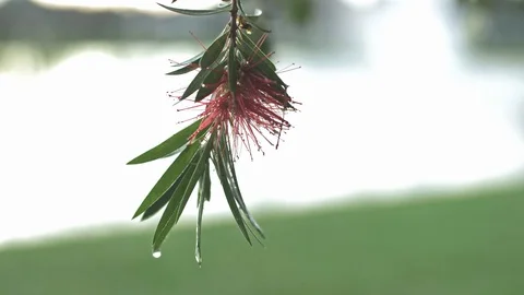 Slow Motion and Close Up Flower after rain Stock Footage 128723281