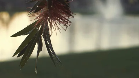 Slow Motion and Close up flower. Sunset, drop after rain Stock Footage 128723387