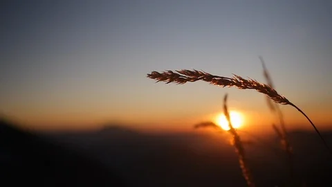 Slow motion and close shot of bush in front of sunset epic scene in mountains Stock Footage 87518682