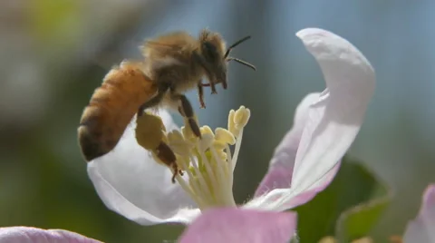 Slow motion and up close view of a honey bee pollinating an apple blossom Stock Footage 68787710