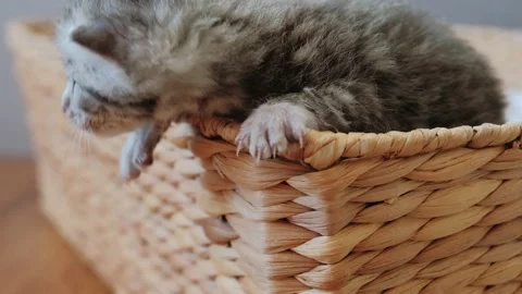 Slow motion and Close up view of Portrait of Three Little Newborn Gray Kittens Video stock 155346332