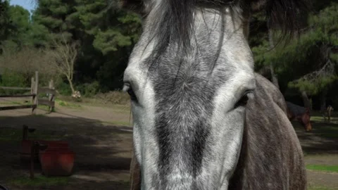 Slow motion and close up of white and gray horse's eyes Stock Footage 140489183