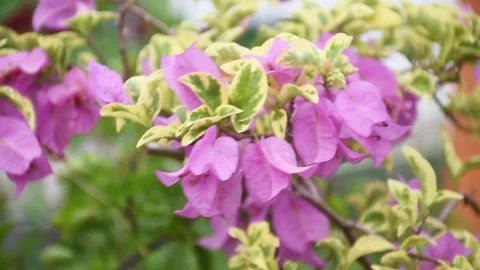 Slow motion and selective focus of bougainvillea blown by wind Stock Footage 250169544