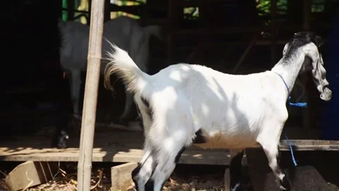 Slow motion and side view of white goat walking away from camera Stock Footage 303871312