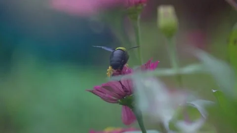 Slow Motion and Slow Speed Carpenter Bee and Flower 動画素材 201296603