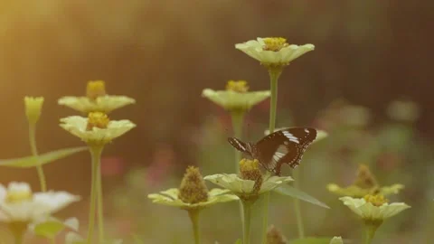 Slow Motion and Slow Speed Butterflies and Flower 動画素材 201296605