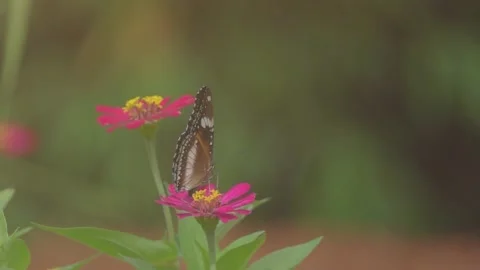 Slow Motion and Slow Speed Butterflies and Flower 動画素材 201296638