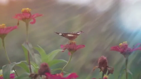 Slow Motion and Slow Speed Butterflies and Flower 動画素材 201296662