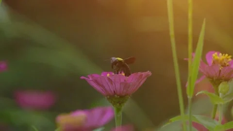 Slow Motion and Slow Speed Carpenter Bee and Flower 動画素材 201296679