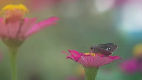 Slow Motion and Slow Speed Skipper and Flower 動画素材 201296785