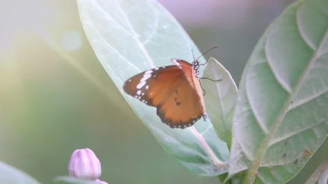 Slow Motion and Slow Speed Butterflies and Leaves 動画素材 201296805