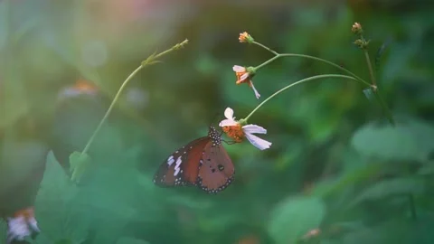 Slow Motion and Slow Speed Butterflies and Flower 動画素材 201296910