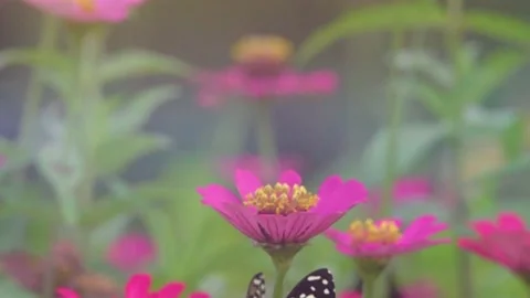 Slow Motion and Slow Speed Butterflies and Flower 動画素材 201296951