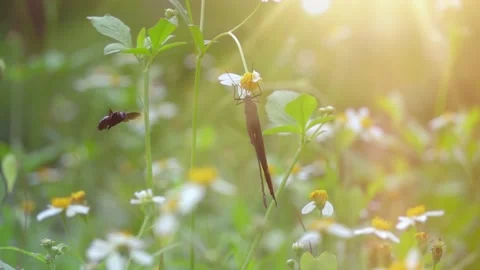 Slow Motion and Slow Speed Butterflies and Flower 動画素材 201296956
