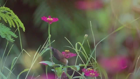 Slow Motion and Slow Speed Bird and Flower 動画素材 201297019