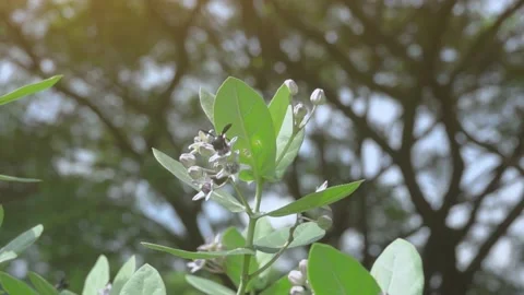 Slow Motion and Slow Speed Carpenter Bee and Flower 動画素材 201297043