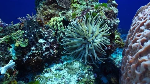 Slow motion Anemone Stock Footage 80645044