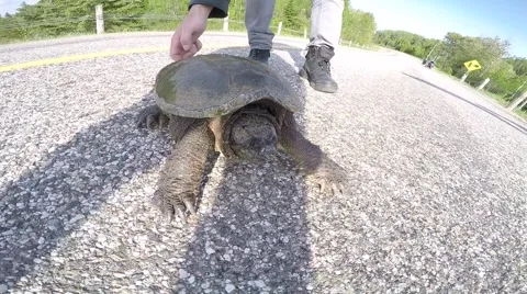 Slow motion angry snapping turtle Stock Footage 50972381