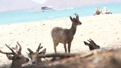 Slow Motion Animals Relaxing On Beach Stock Footage 133336724