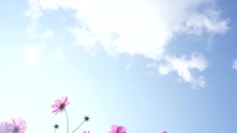 Slow motion animation of blue sky and cosmos. Stock Footage 200628500