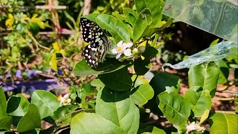 A slow motion animation of multicolored butterflies in nature, flying to co.. Stock Footage 300075136