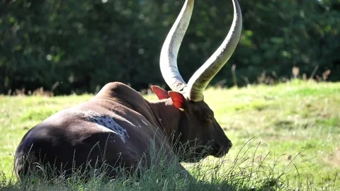 Slow motion of ankole cattle lying at grasslands 스톡 동영상 78217521