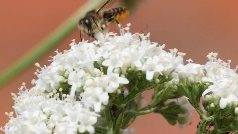Slow motion of an ant attacking a leafcutter bee Stock-Footage 90552446