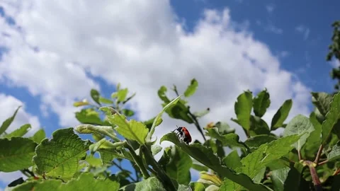 Slow Motion of the Ant Bag Beetle Flying on Willow Leaf Stock Footage 136815572