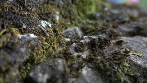 SLOW MOTION ANT WALKING AMONG MOSS AND LICHEN SHALLOW DOF Stock Footage 84227456