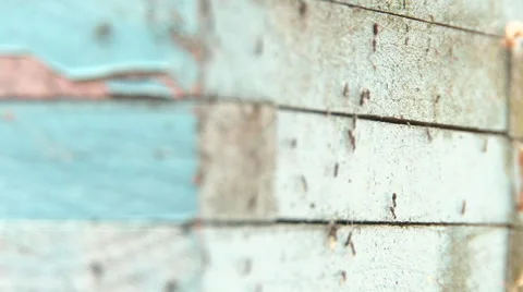 Slow Motion Ants Stock-Footage 40093251