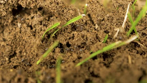 Slow motion of ants (Lasius niger) Video stock 132425382