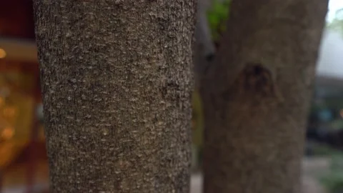 Slow motion of ants on a tree trunk in the city Stock Footage 159830974