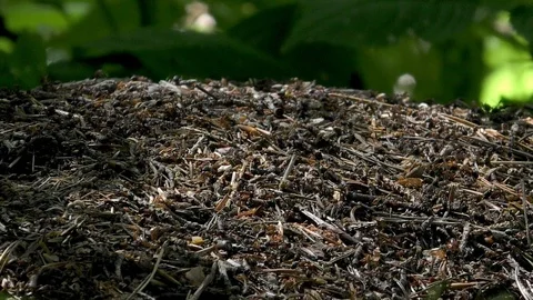 Slow-motion: Ants working on top of ant nest, anthill, ant colony, carrying ants Stock Footage 111277361