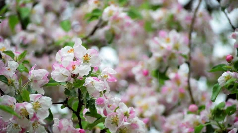 Slow motion of apple branches with delicate blossom in the light rain Stock Footage 53795875