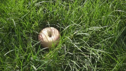 Slow motion an apple falls into the grass and rolls Stock Footage 88252409