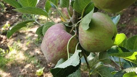 Slow motion of a apple in an orchard Stock Footage 115017700