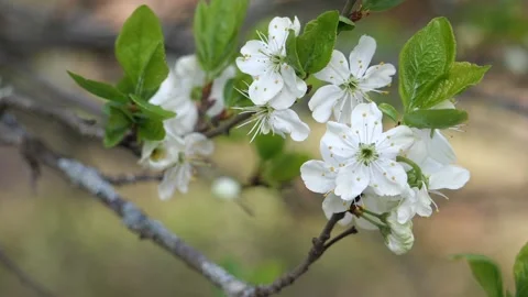 Slow motion of apple tree flowers waving in the wind Vidéo 228879880