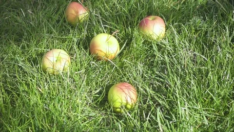 Slow motion apples in the grass and women's hands collect them Stock Footage 88362959