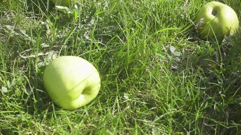 Slow motion apples lie in the grass and the apple falls Stock Footage 88363399