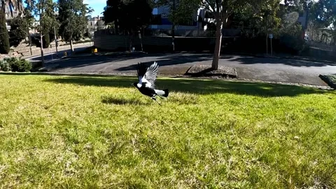 Slow motion approach and flight of magpie Stock Footage 138342080