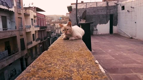 Slow motion approach to a cat Stock Footage 160761887