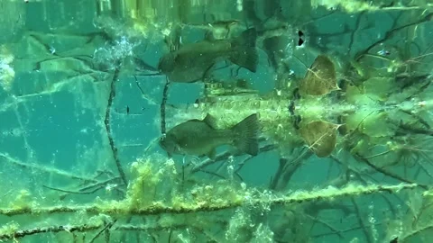 Slow motion approach towards a black bass hidden among branch. Stock Footage 280209871