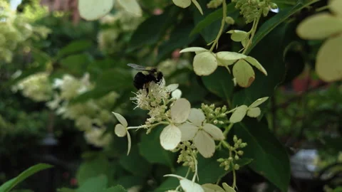 Slow motion approaching large bumblebee on white flowers Stock-Footage 341895323