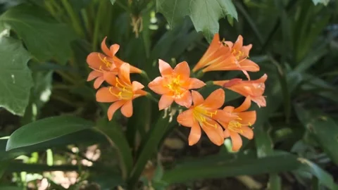 Slow Motion Arc Shot of Clivia Flower Blooming in Garden Stock Footage 318660556