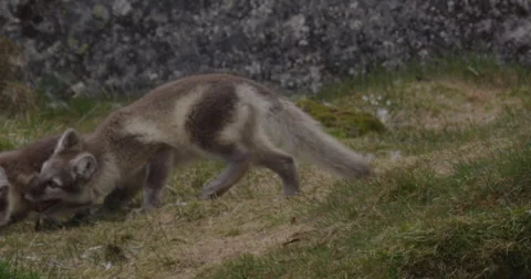 Slow Motion - Arctic Fox Kits Biting and Fighting 02 Stock Footage 54395302