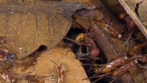 Slow motion of Army Ants (Eciton sp.) Stock Footage